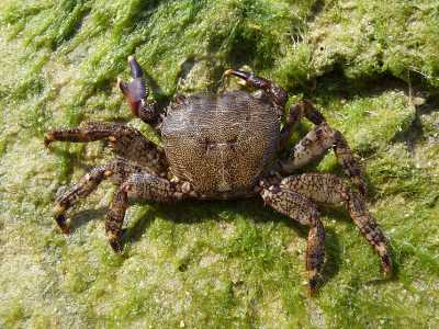 Il Granchio (Granchio corridore - Pachygrapsus marmoratus) -  � tipico vedere questi granchi fermi sulle rocce ma capaci di nascondersi in un attimo nelle fessure sommerse al minimo segno di pericolo. Pur essendo un animale marino, infatti, il granchio corridore riesce a vivere anche per tempi lunghi fuori dall�acqua. Ha un corpo scuro sul dorso e giallastro sul ventre, con dei tipici disegni marmorizzati (foto di George Chernilevsky) 
